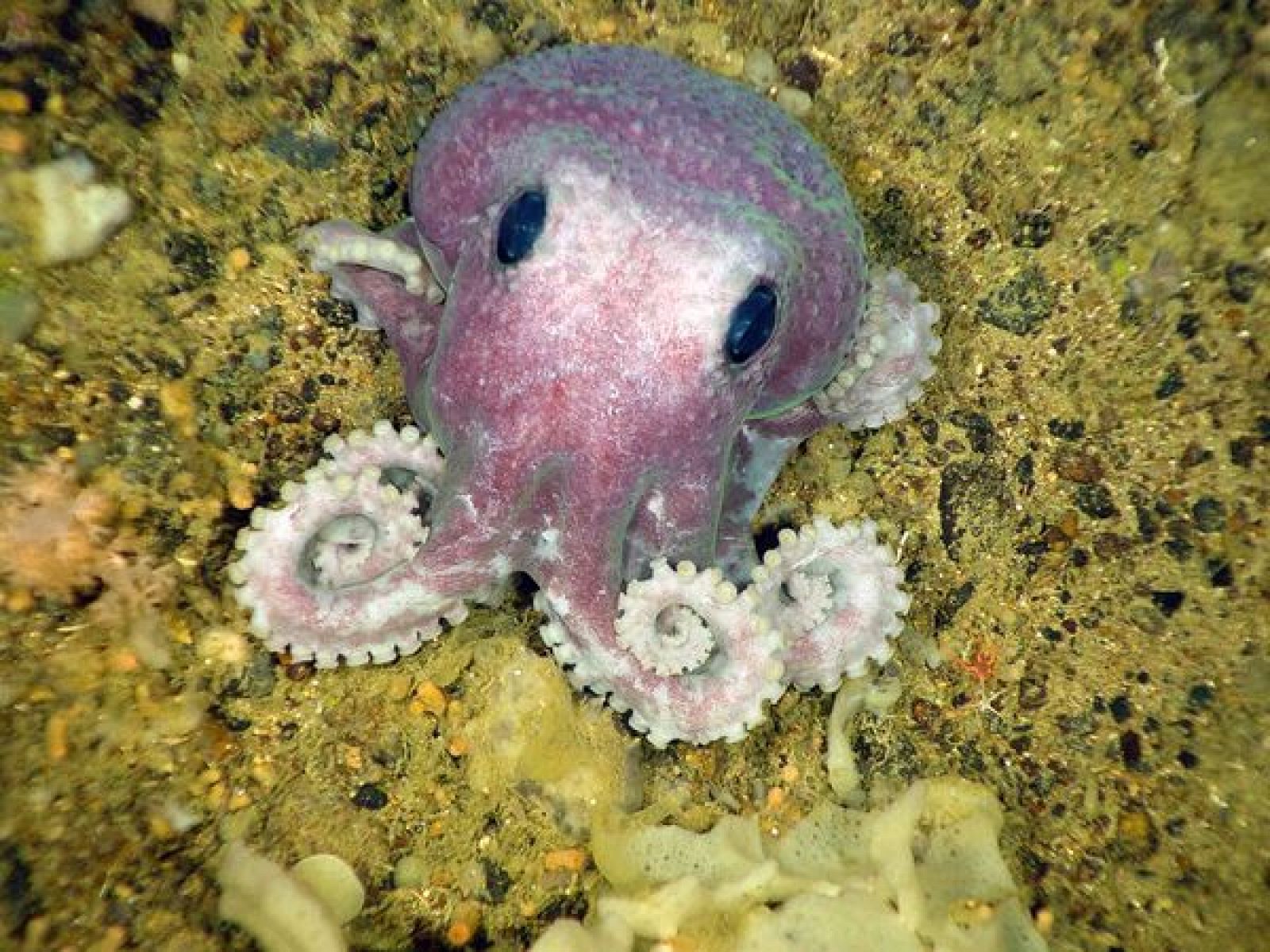 Un pequeño pulpo morado, la más ''llamativa' de las nuevas especies descubiertas