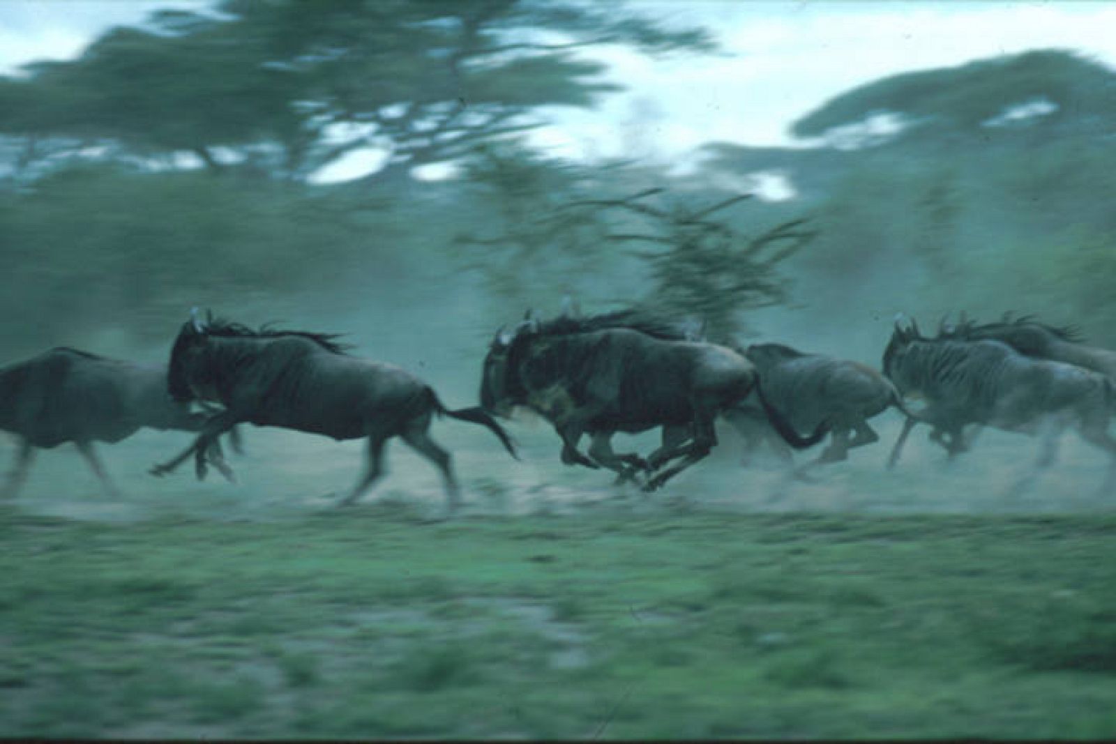 Manadas de ñus emigran cada año en julio del Parque Nacioanal de Serengeti, donde vuelven en octubre.
