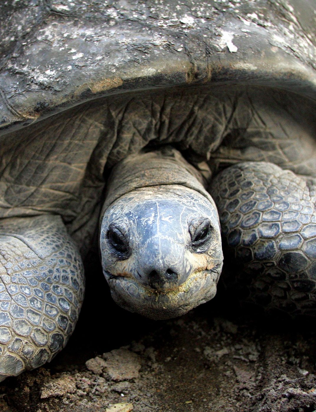 Una tortuga gigante de la actualidad, de las Seychelles y de 225 años