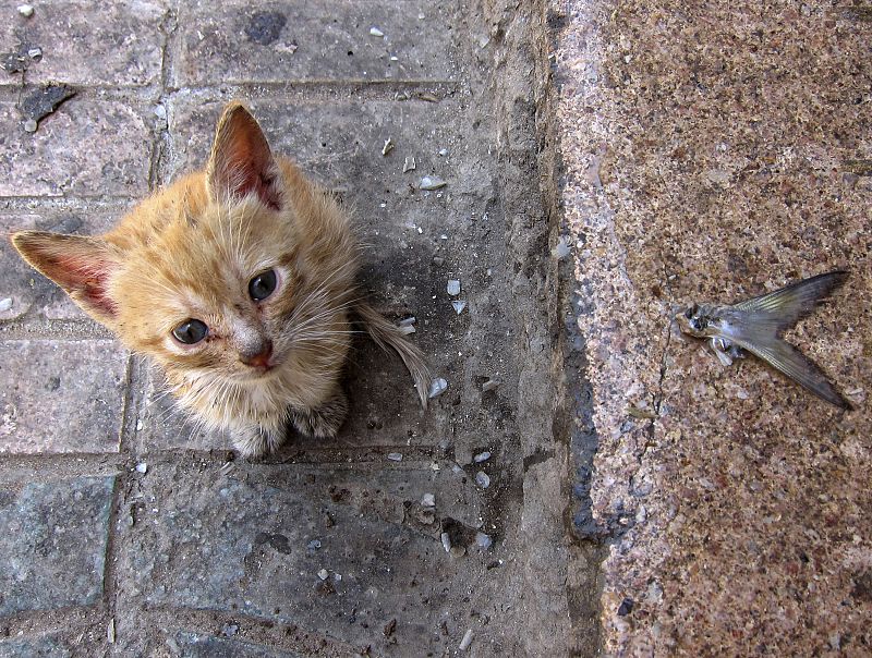 Un gato callejero junto a una cola de pescado