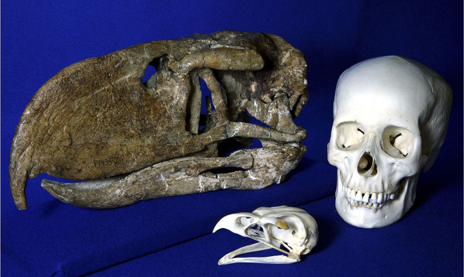 Cráneo fosilizado del Andalgalornis comparado con el de un águila y el de un ser humano