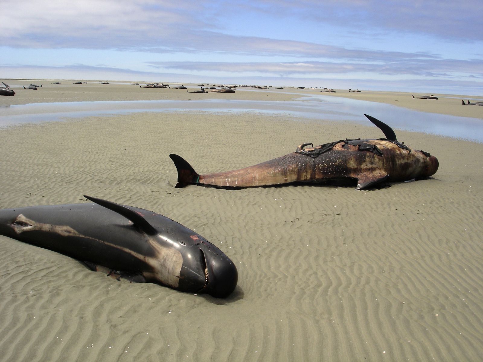 Decenas de ballenas varadas en una playa neozelandesa