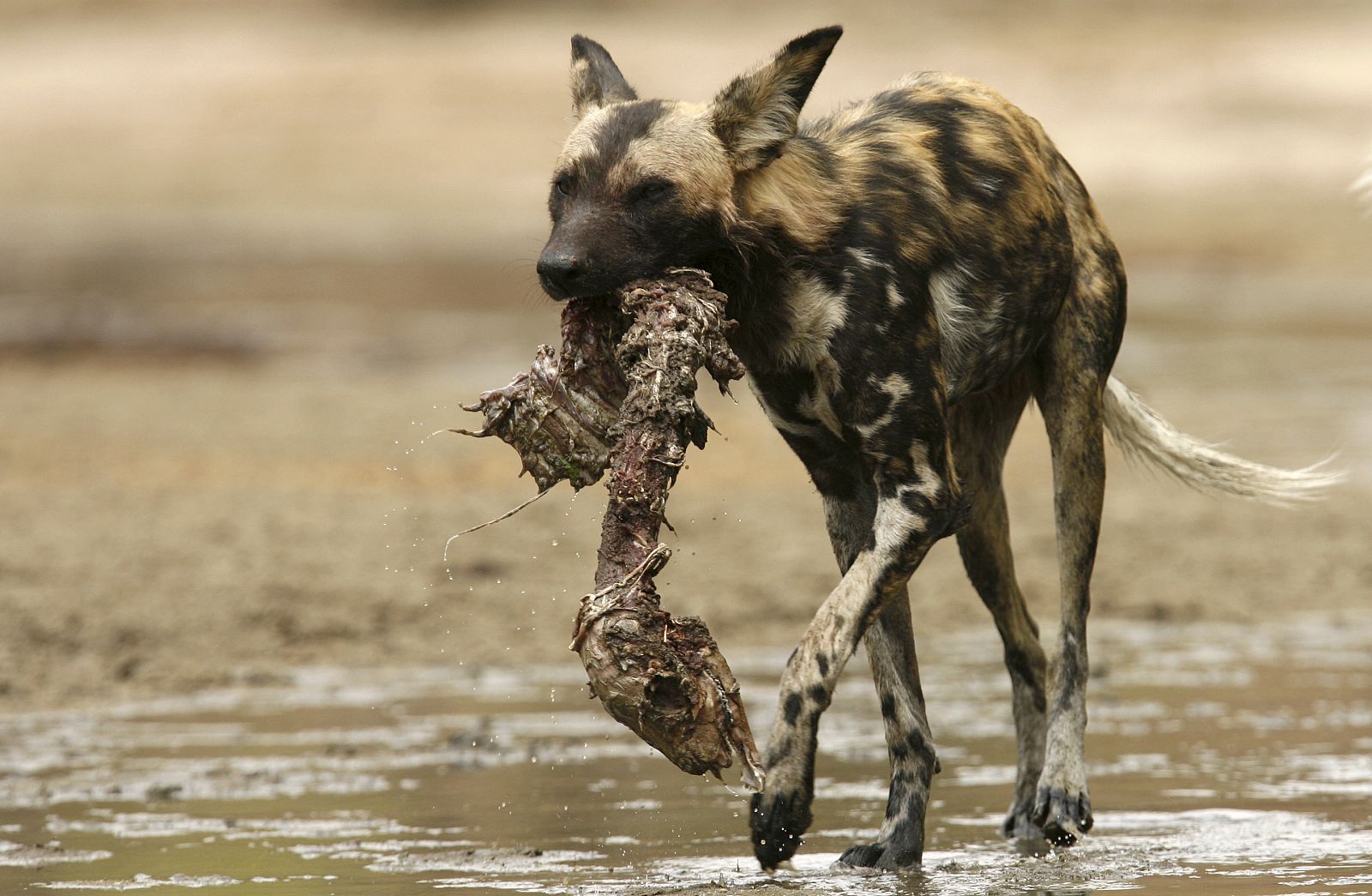 Un perro salvaje carga con su 'botín'