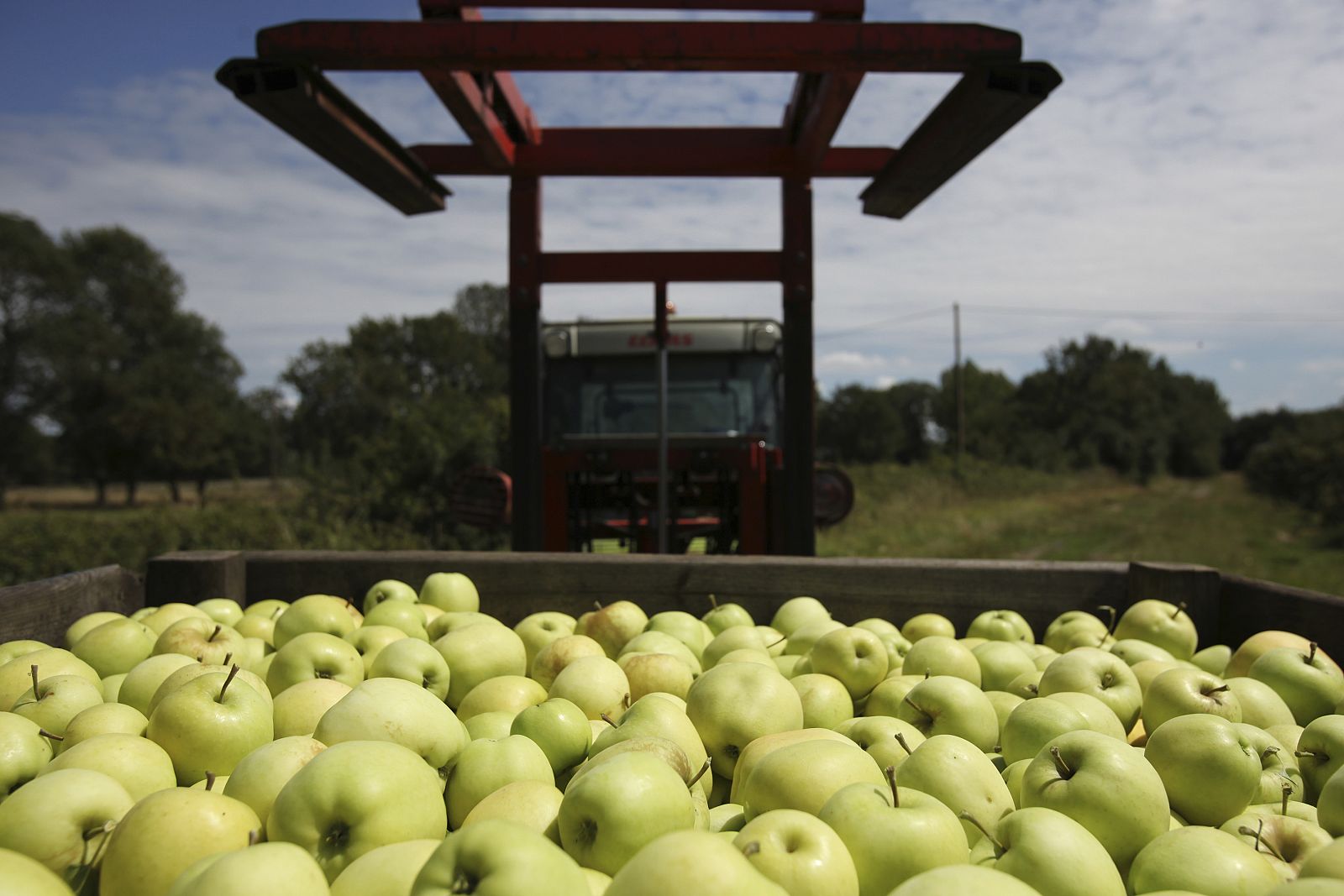 La manzana es la fruta más consumida en todo el mundo