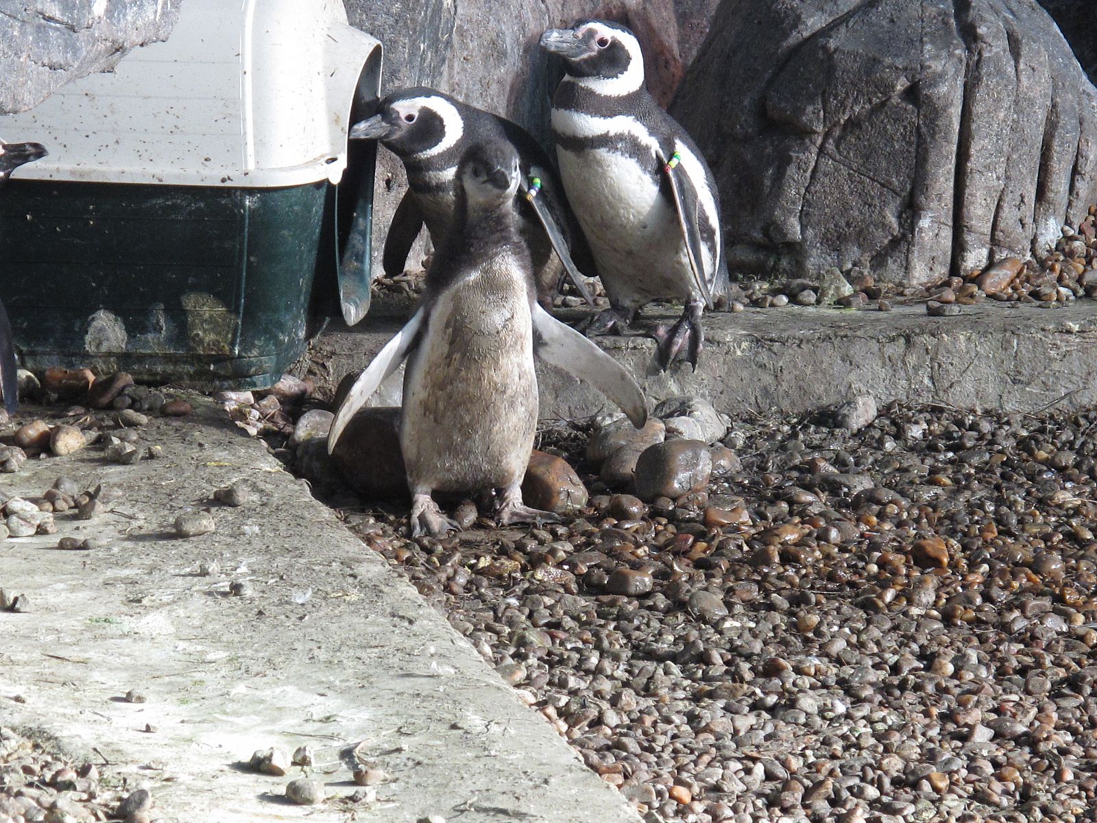 Pingüinos de Magallanes