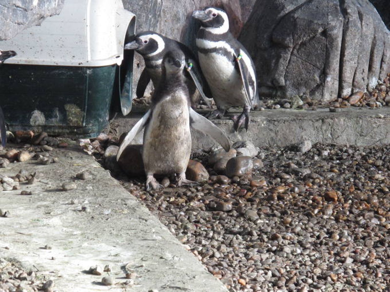  Pingüinos de Magallanes