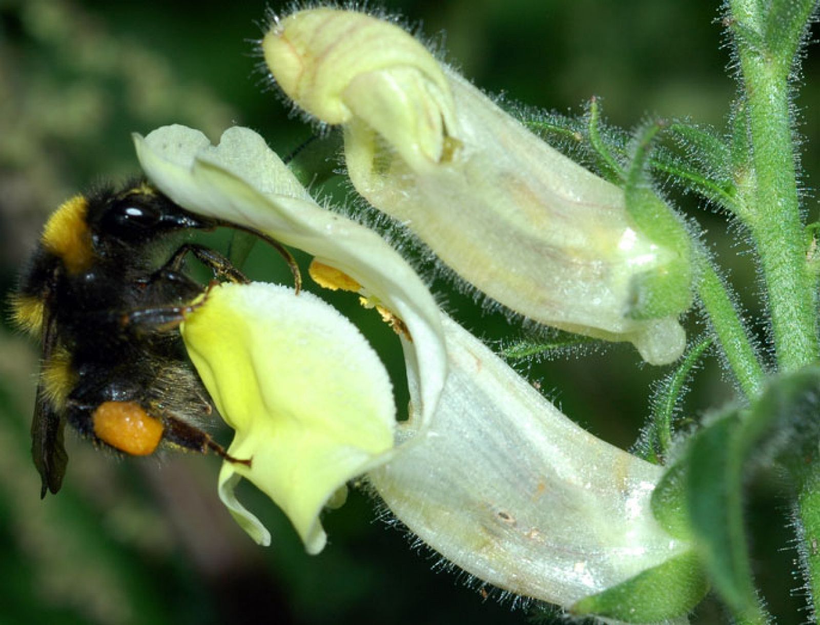 Un abejorro consigue abrir una 'flor del dragoncillo', la más hermética del mundo