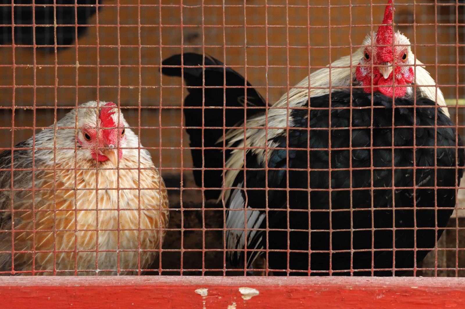 Dos gallinas encerradas en el corral