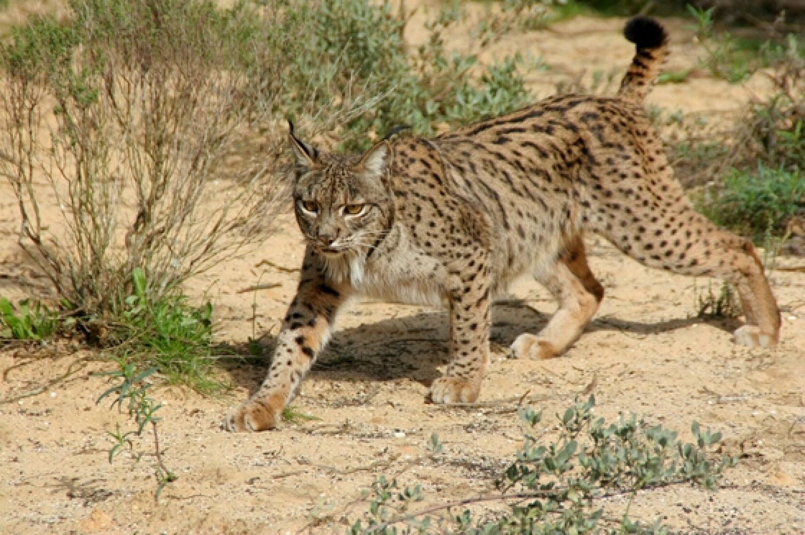 Saliega, uno de los linces ibéricos del programa de cría en cautividad