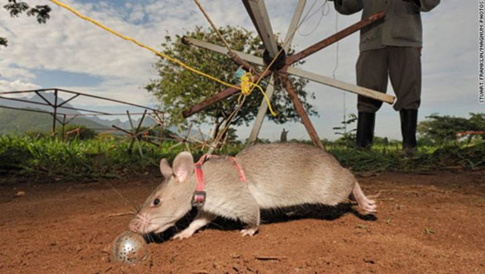 Ratas Gigantes Contra Minas Antipersona En África Rtve Es