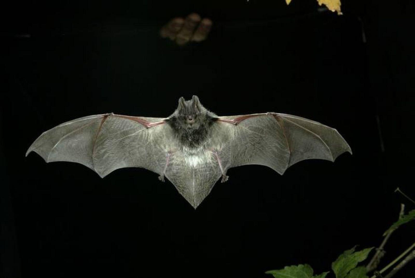 Bat examples. Летучая мышь. Летучая мышь красивая. Летучая мышь арт. Летучие мыши в Башкирии.