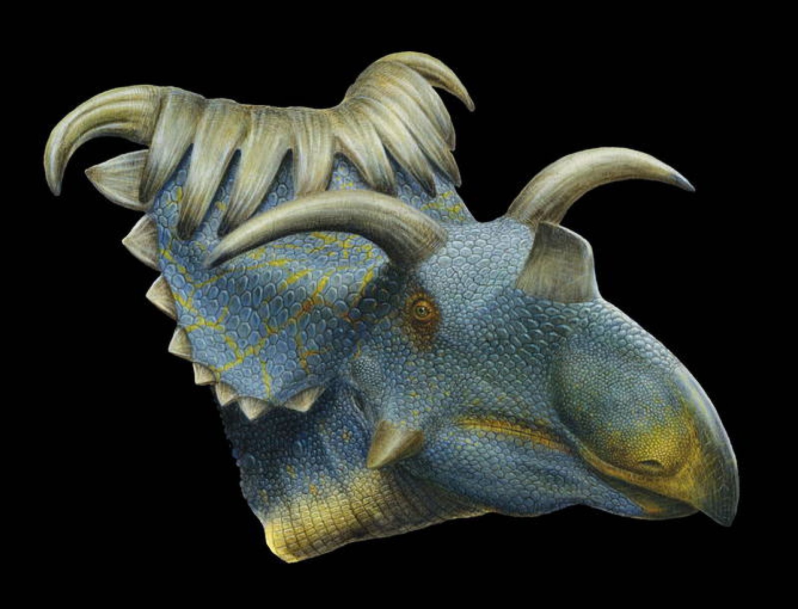 Kosmoceratops richardsoni: el dinosaurio más cornudo 