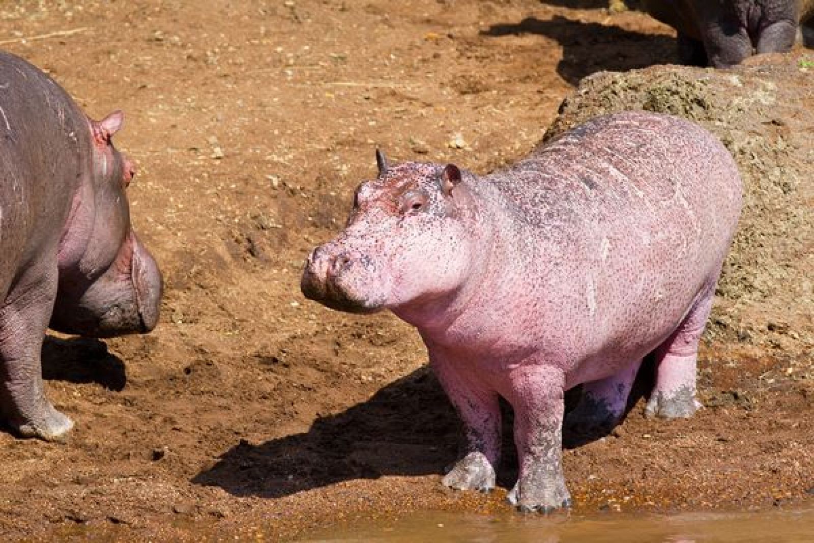 El hipopótamo rosa junto a otros ejemplares adultos del grupo