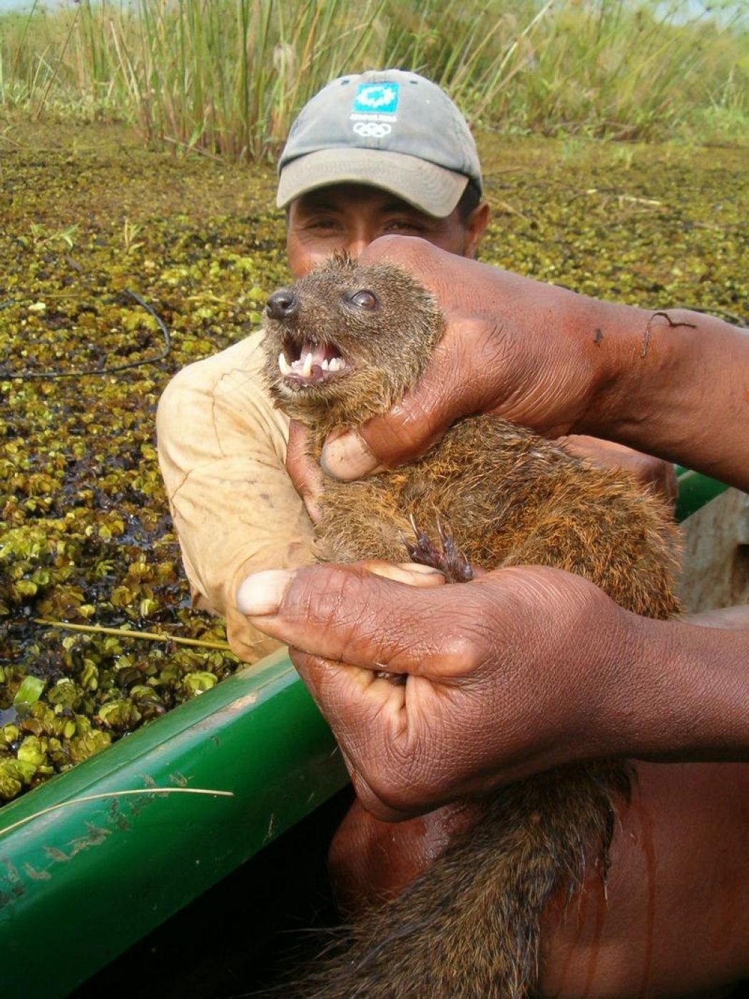 La nueva especie de mamífero carnívoro encontrada en Madagascar