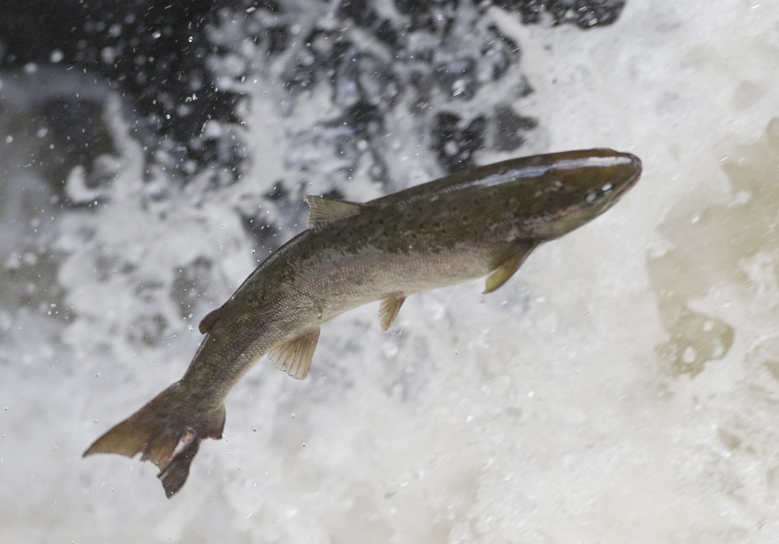 Un salmón subiendo un río para desovar