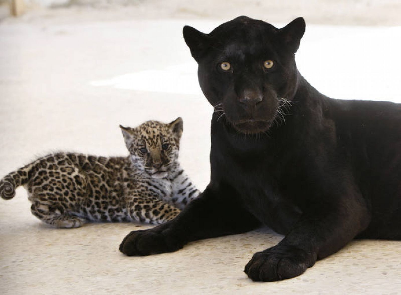 Los Modelos De Camuflaje De Los Grandes Felinos Rtve Es