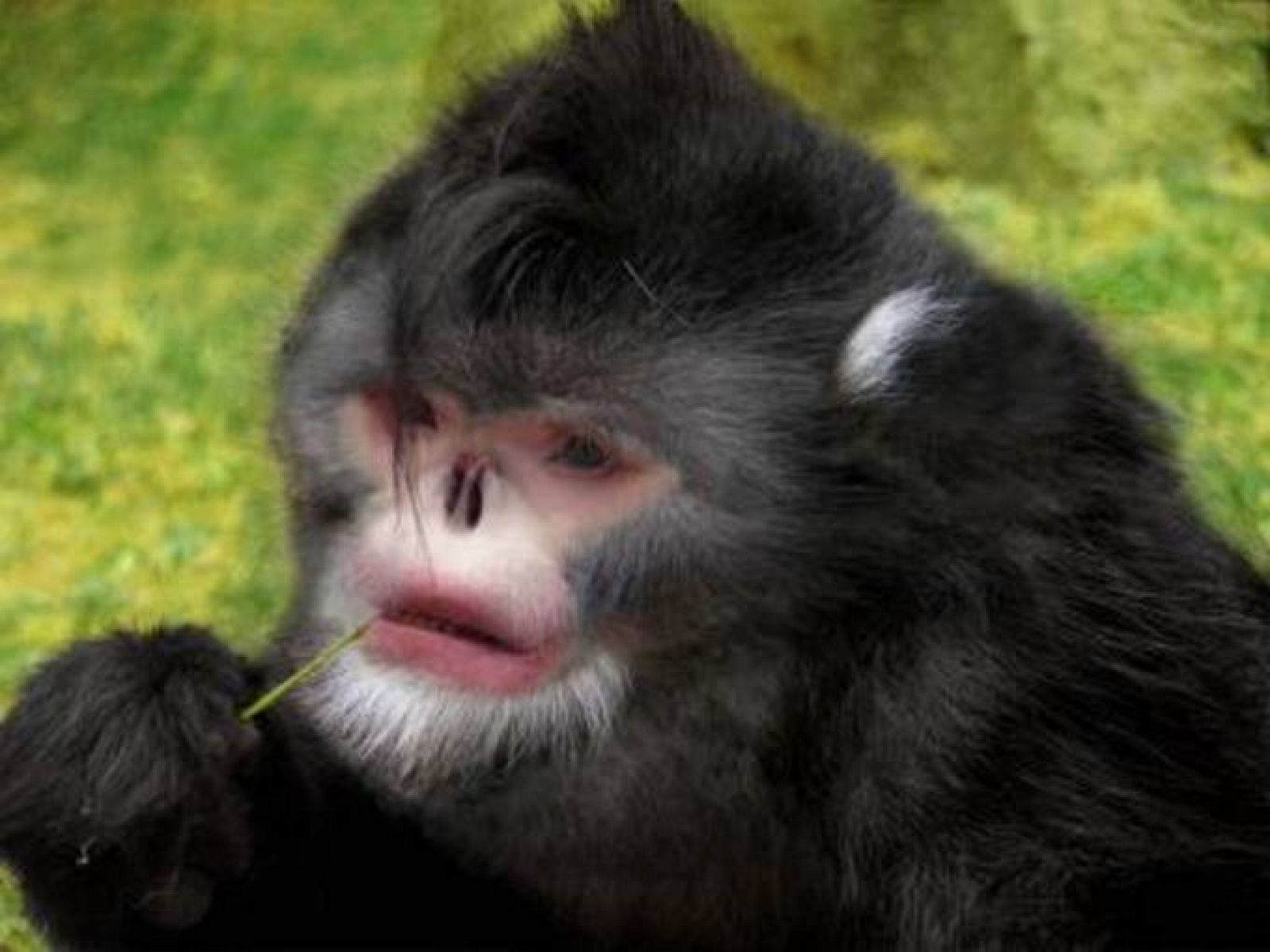 Atravesar Viaje entusiasmo Descubren un mono de nariz chata que estornuda cuando llueve