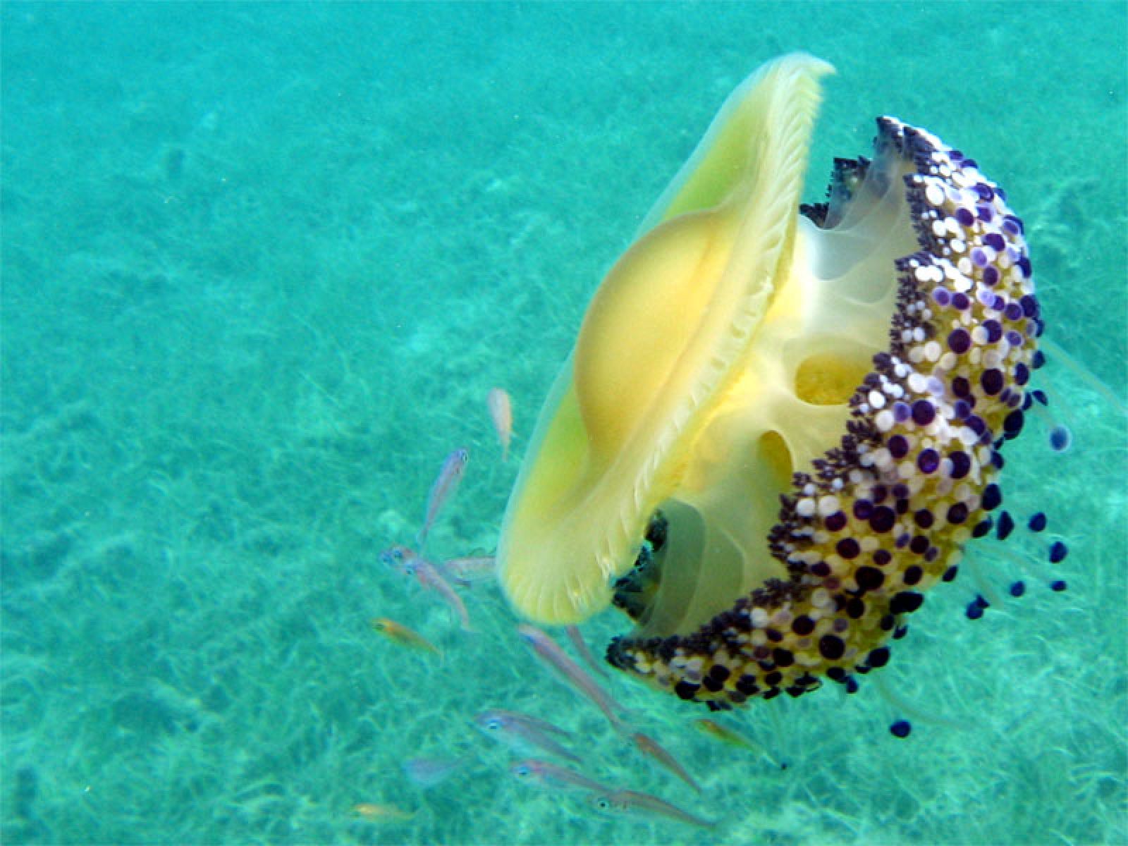 Estas medusas, que poseen ocho brazos con extremos en forma de botones blancos y azules, invaden la costa mediterránea si el invierno ha sido cálido