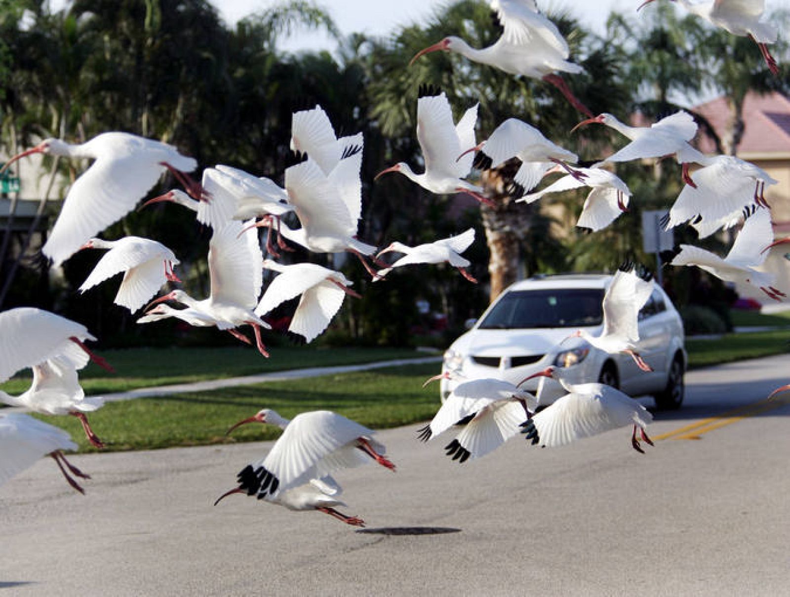 Ibis blancos 'envenenados' con mercurio prefieren relaciones homosexuales