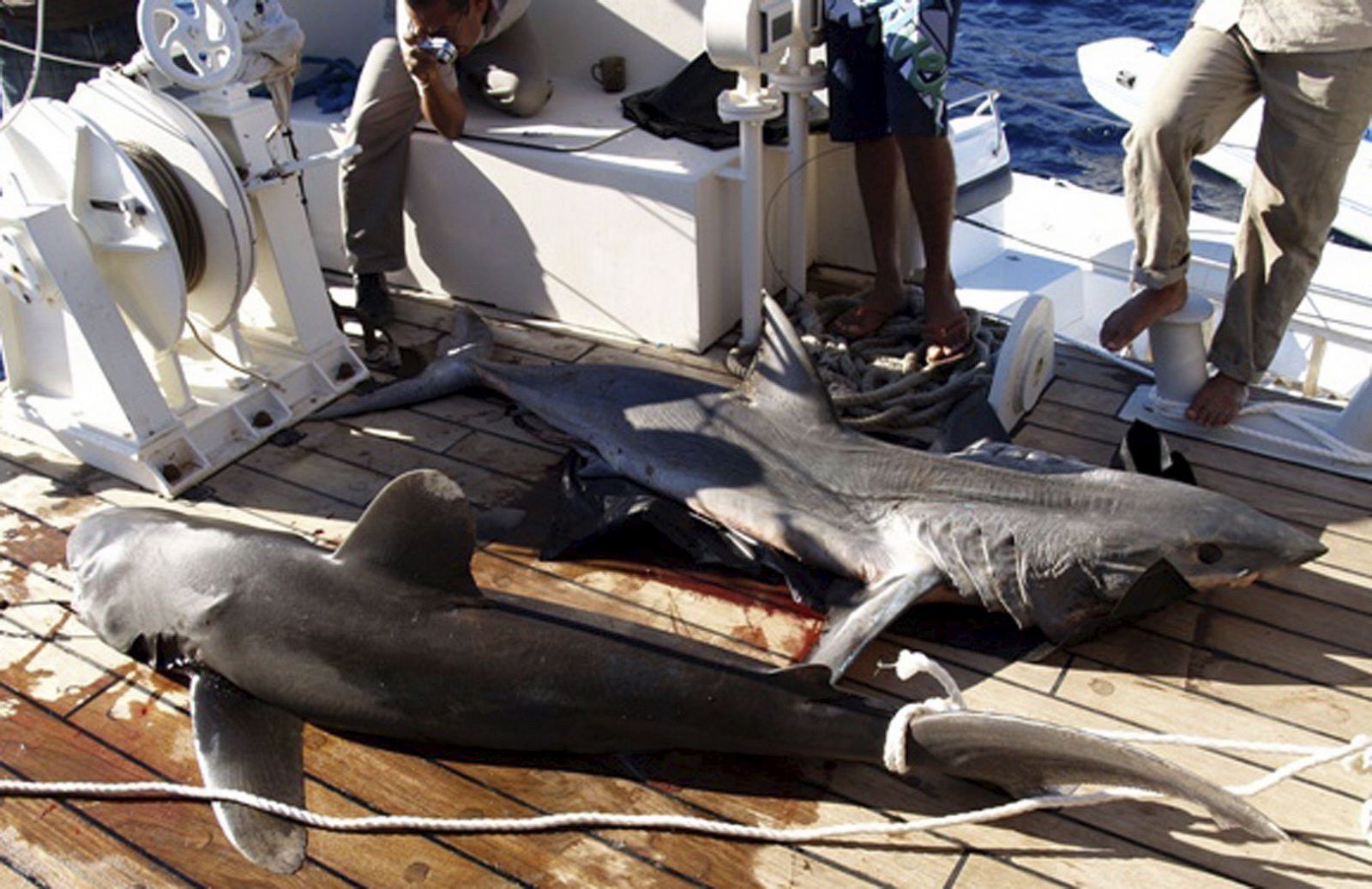 NUEVO ATAQUE DE TIBURÓN EN SHARM EL-SHEIKH