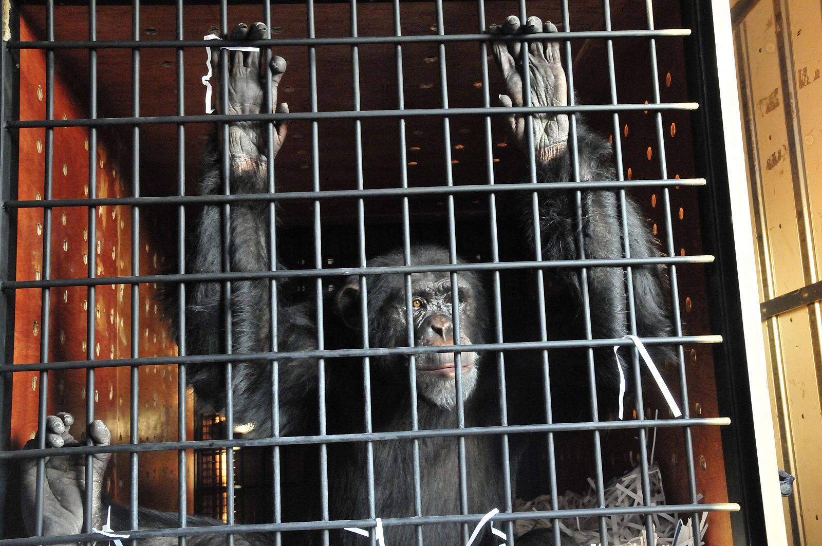Omega, un chimpancé de 12 años, transportado en una jaula