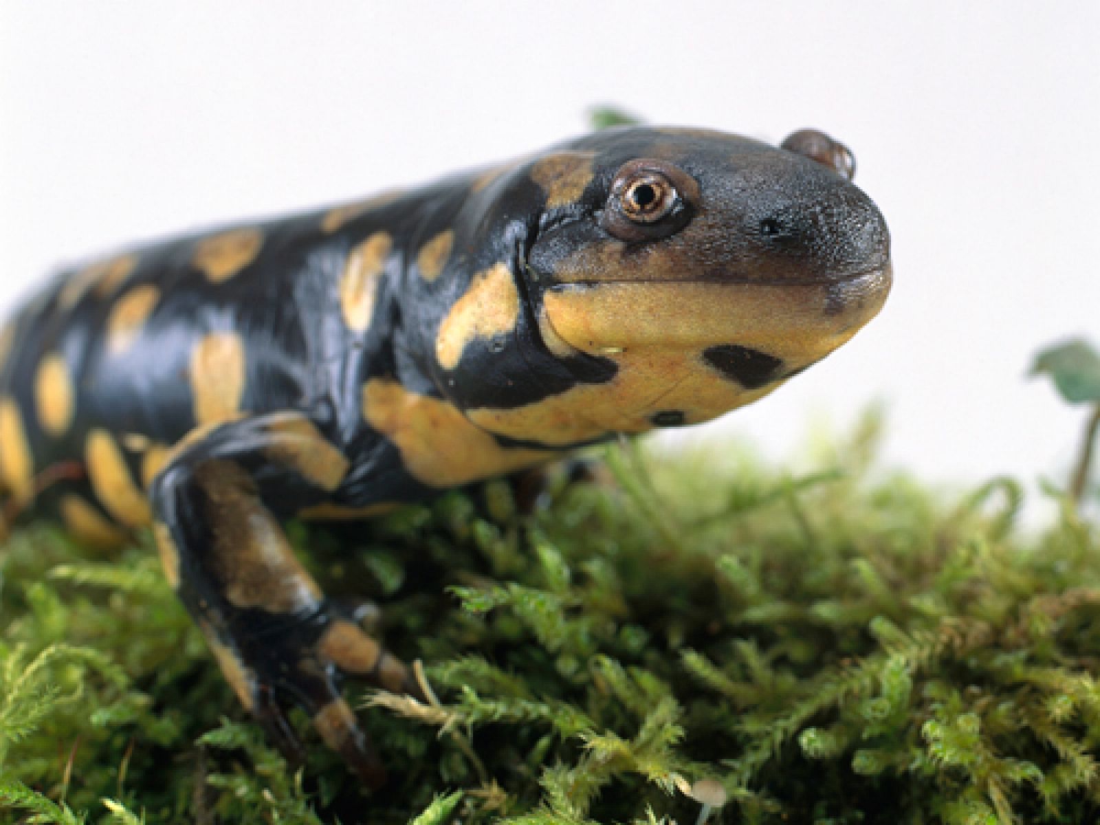 Las algas consumen los residuos de los huevos y les proporcionan oxígeno. Ahora se ha descubierto que un alga unicelular vive, en realidad, dentro de las células de los embriones en desarrollo de la salamandra común, 'Ambystoma maculatum'.