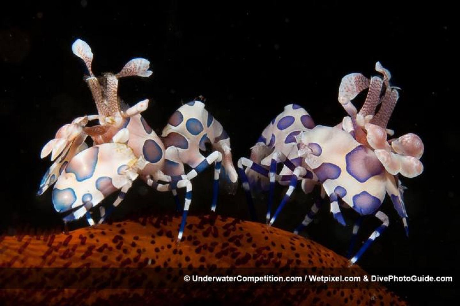 Langostas 'disfrazadas'