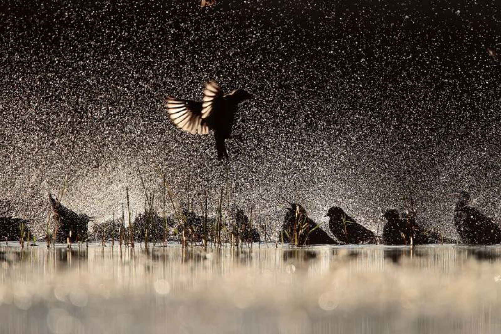 Una bandada de estorninos chapotea en una laguna de Salamanca