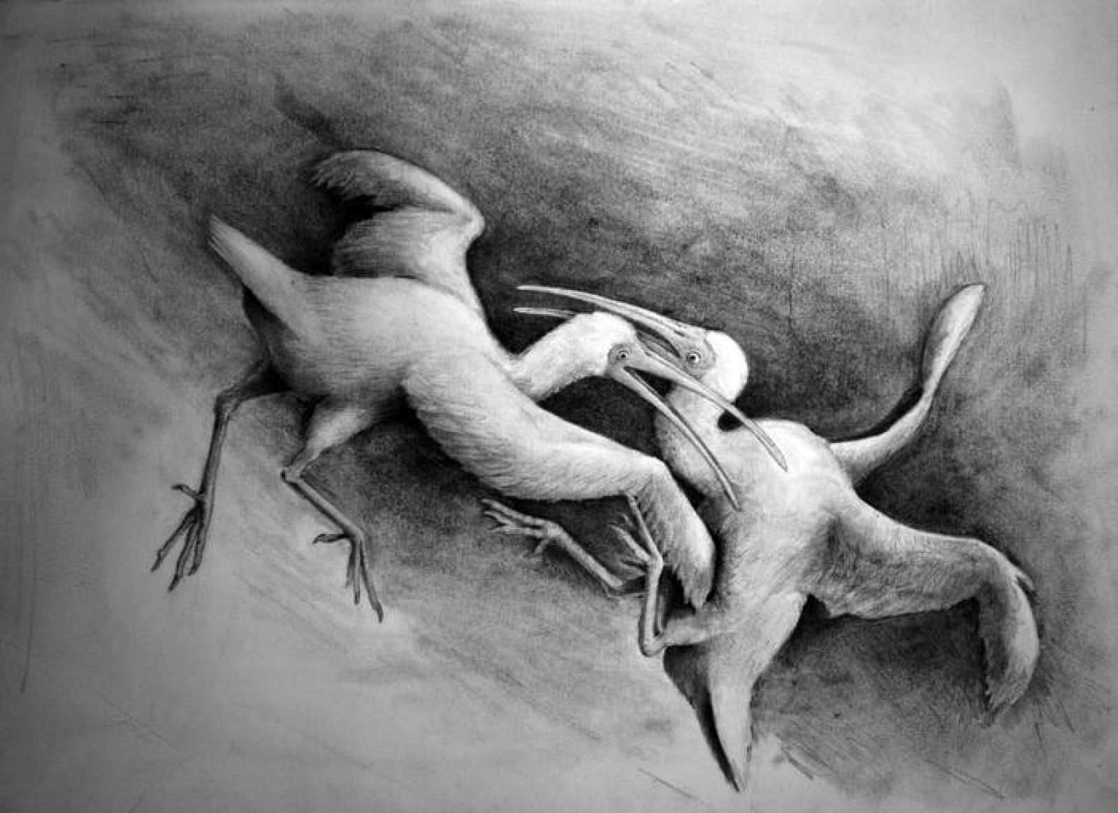   Estos pájaros prehistóricos utilizaban sus alas como dos bates impulsados por el movimiento de la articulación a modo de bisagra.