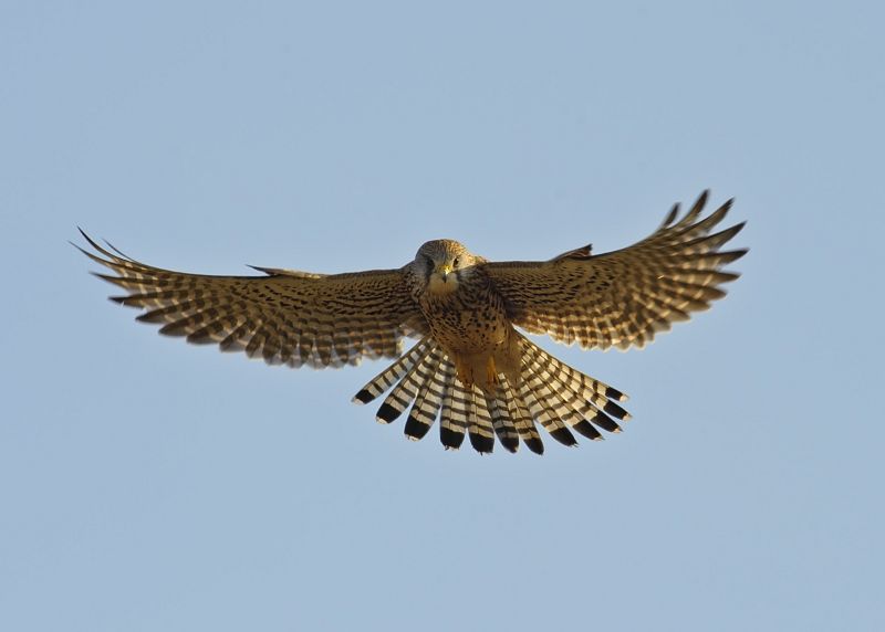 Un cernícalo común en pleno vuelo