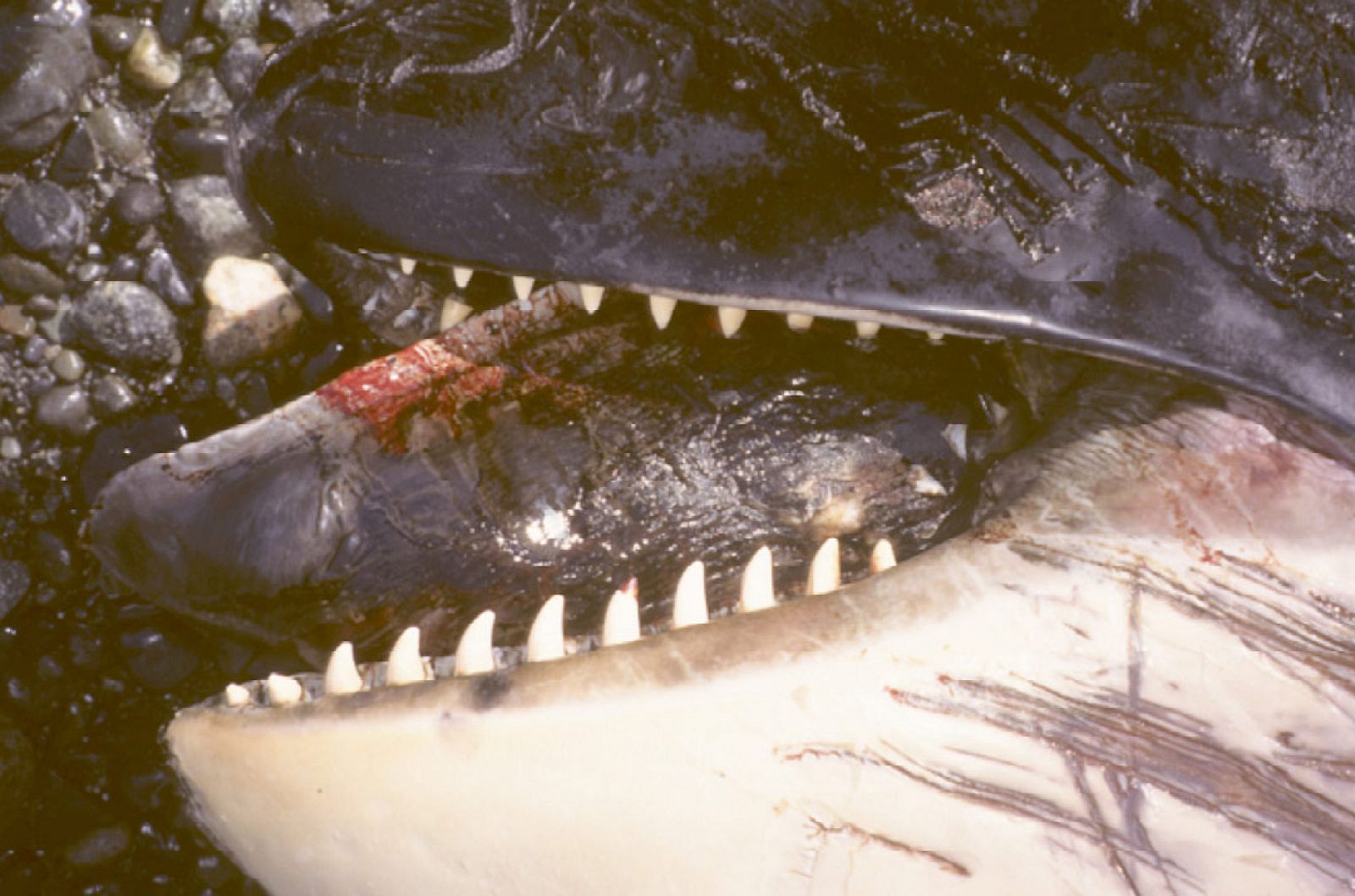La piel de los tiburones desgasta los dientes de las orcas