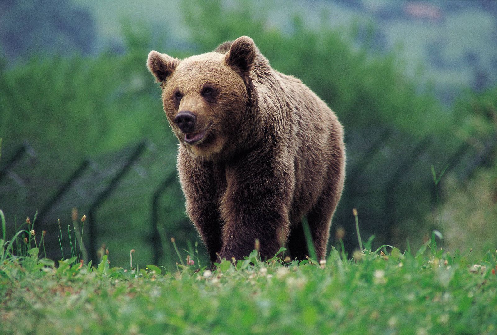 Oso pardo en Asturias.