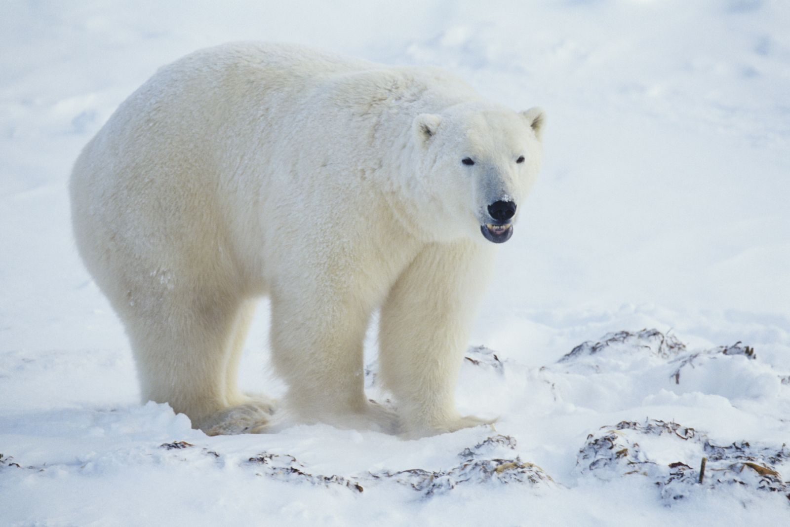 Un oso polar en Canadá