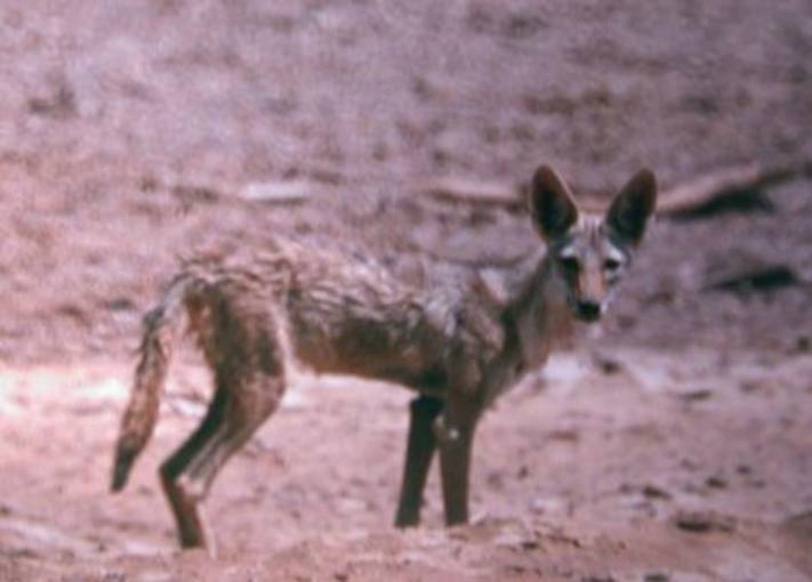 Uno de los nuevos lobos africanos avistado en Eritrea cerca de Etiopía