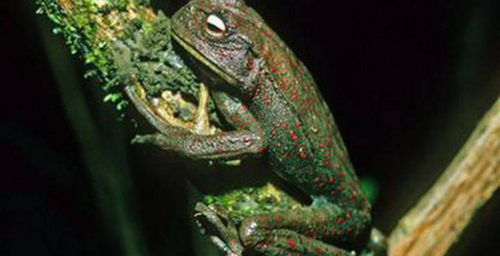 Un ejemplar de las 'ranas marsupiales' de los Andes