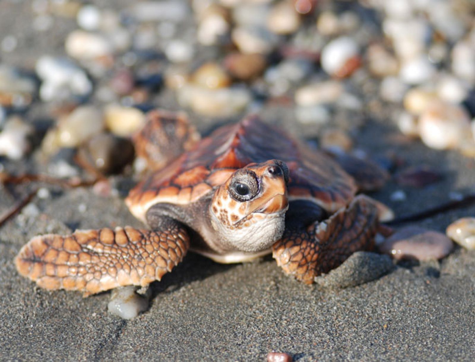 Una tortuga boba juvenil avanza hacia el mar