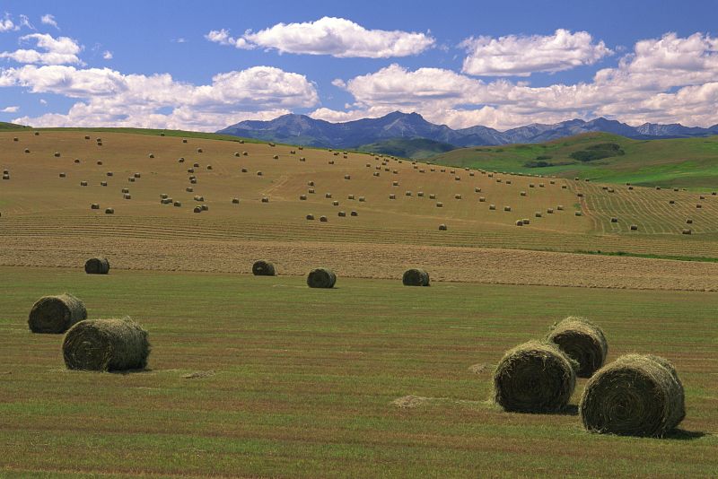 Cooperativas agrarias en la economía social