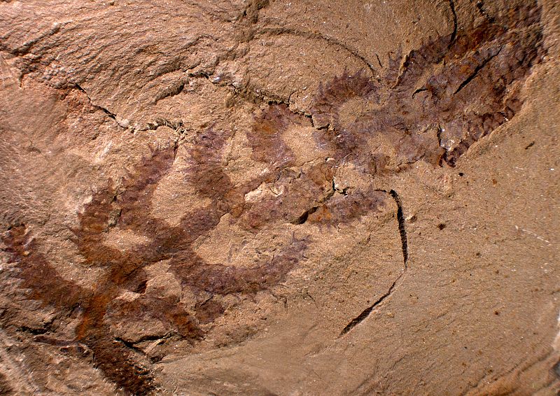 La 'Diania cactiformis' puede ser el antepasado más antiguo descubierto hasta ahora de las actuales arañas