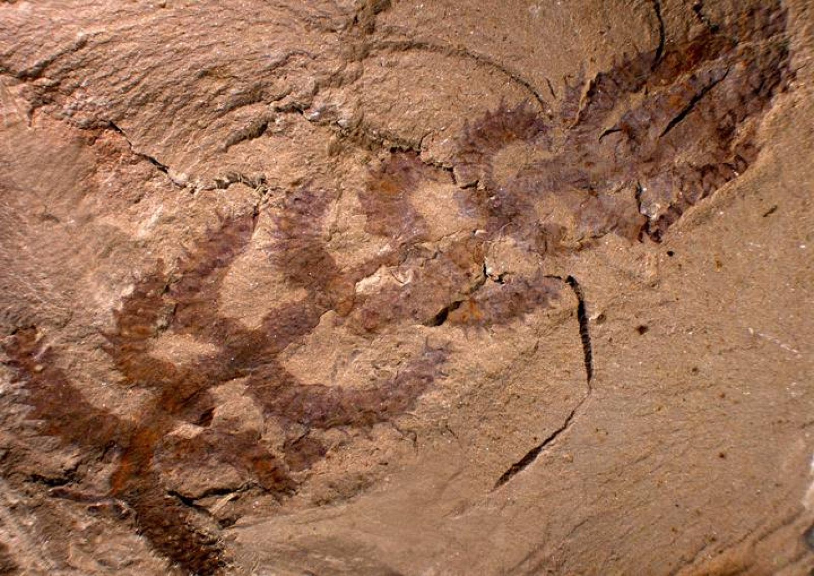 La 'Diania cactiformis' puede ser el antepasado más antiguo descubierto hasta ahora de las actuales arañas