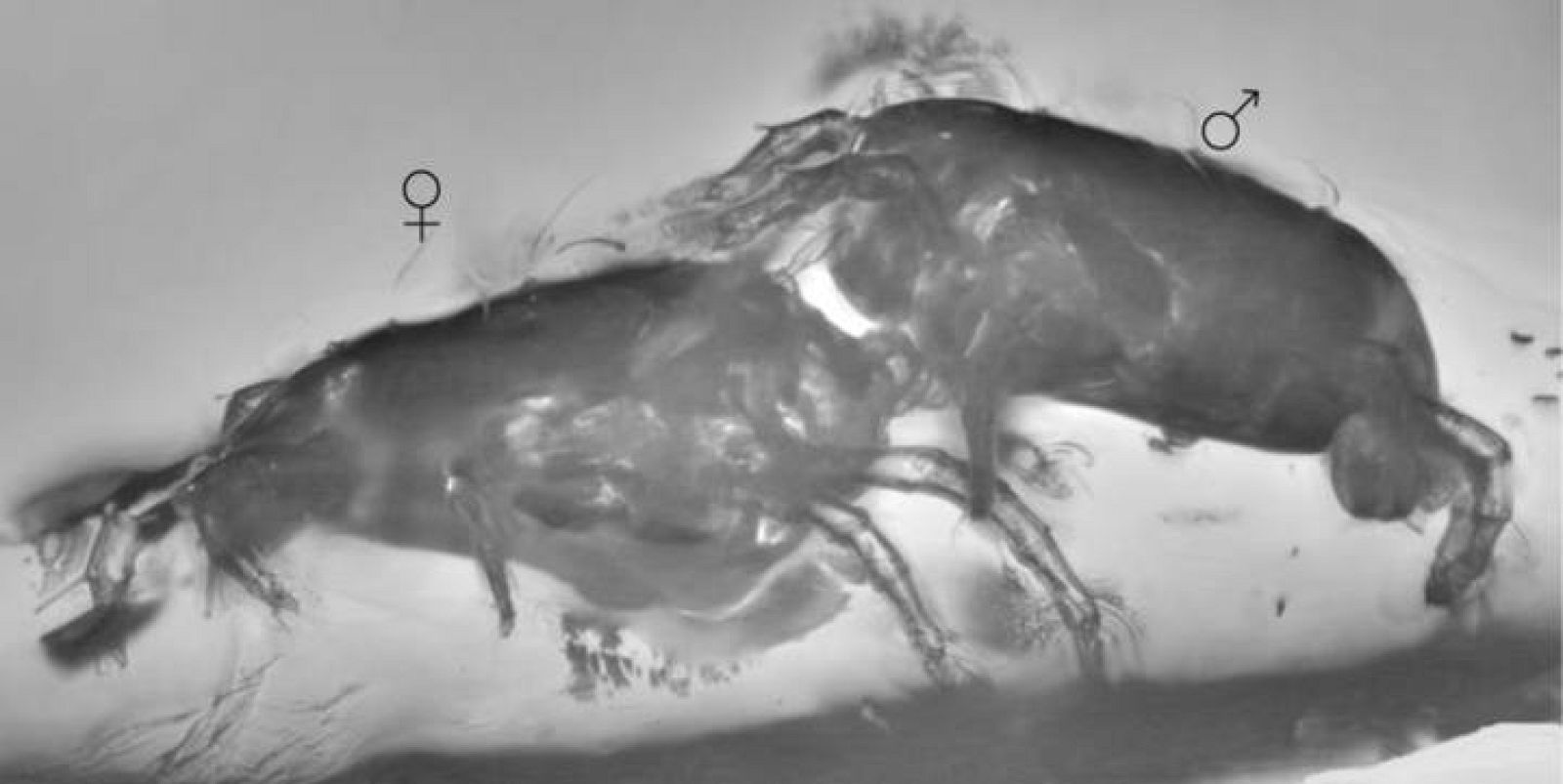 Ácaros preservados en ámbar hace 40 millones de años durante el apareamiento