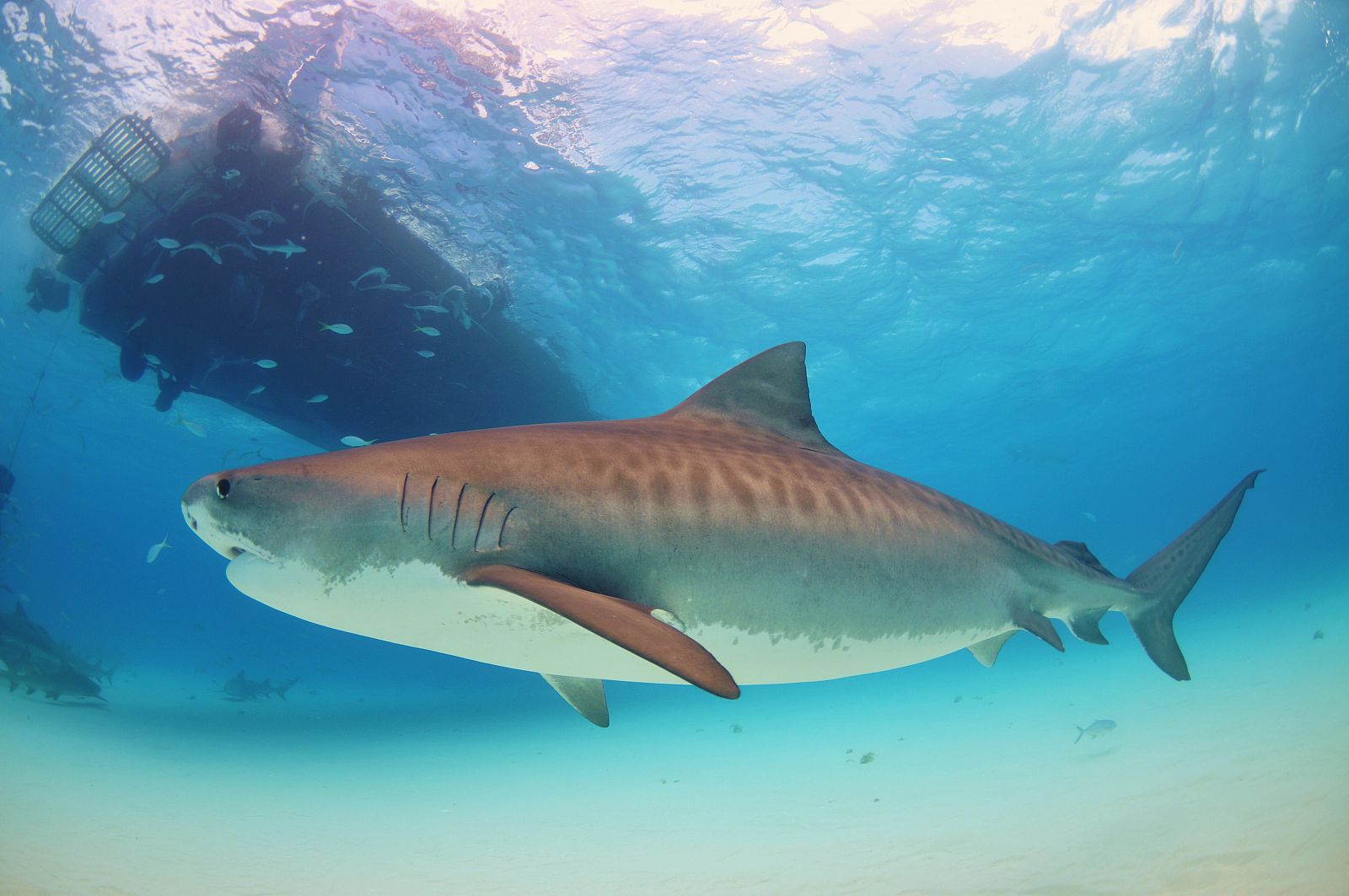 Los tiburones tigre son propios de las aguas cálidas y templadas de todos los océanos