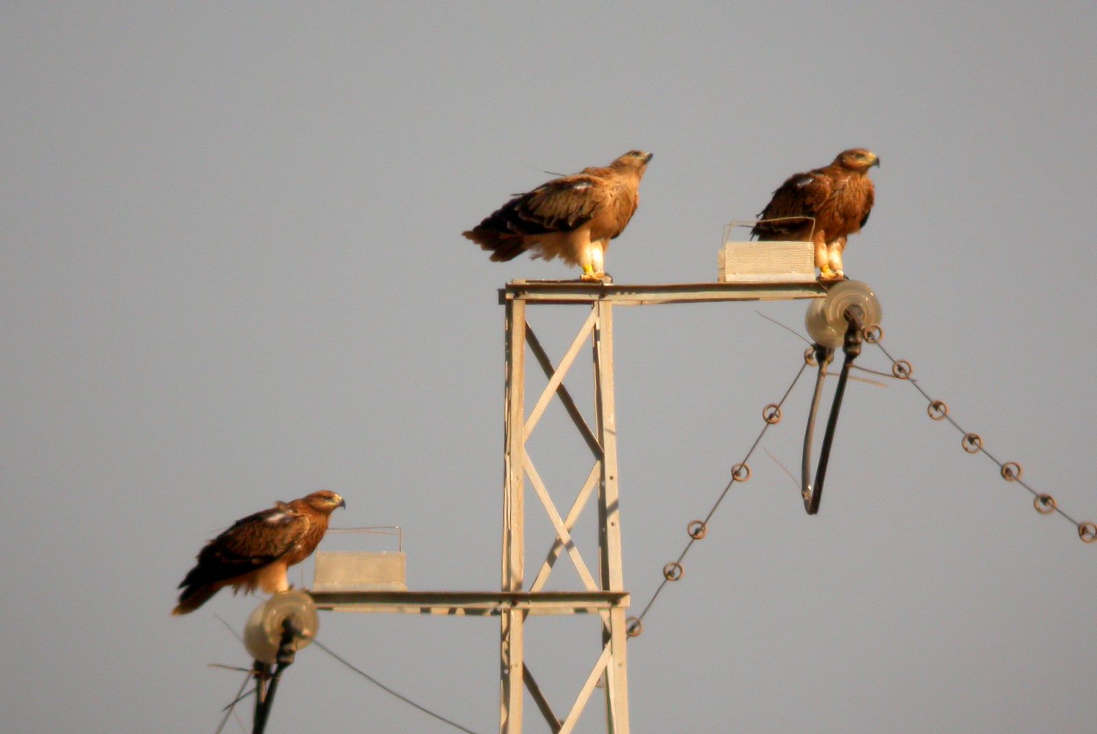 Águilas Imperiales en una torre de alta tensión con los dispositivos para evitar que se electrocuten