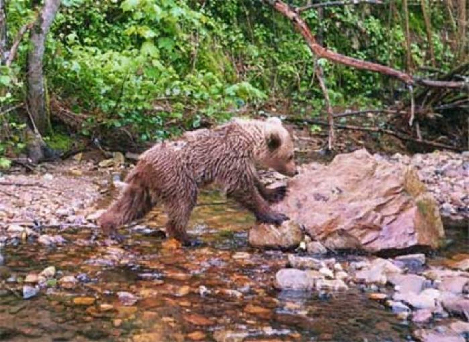 Villarina en junio de 2009, tras su primer invierno en libertad, con poco más de un año de edad.