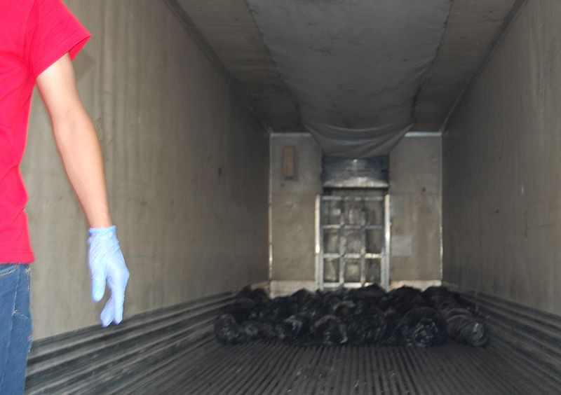 Peritos forenses colocan en camiones frigorizados más cuerpos hallados en las fosas clandestinas de Tamaulipas