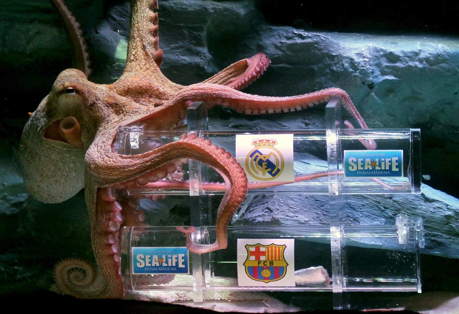 El pulpo 'Iniesta', del acuario Sea Life de Benalmádena, escoge una victoria del Real Madrid en el clásico de Liga.