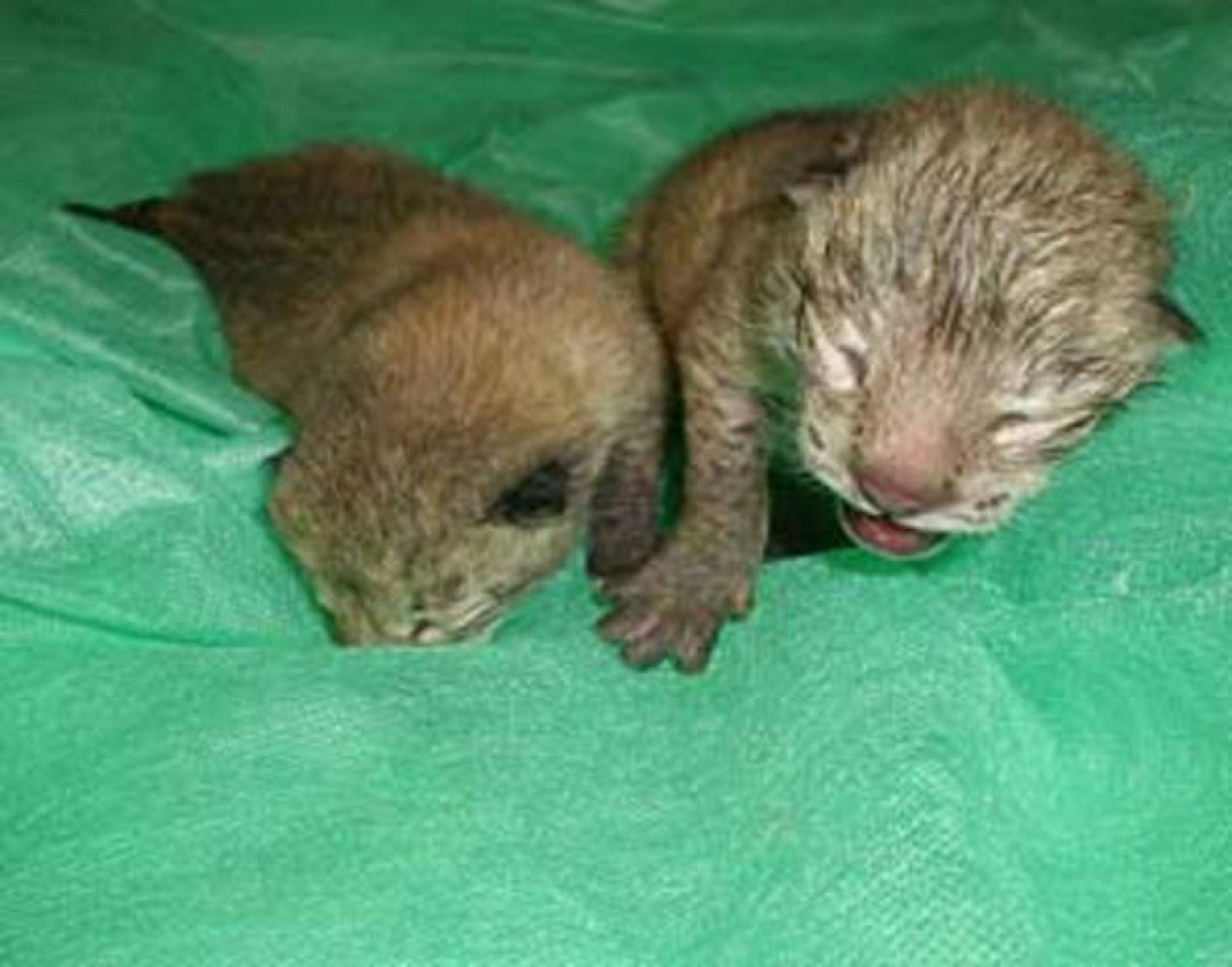 Los dos cachorros de lince ibérico nacidos el viernes 22 de abril de 2001 en el Zoobotánico con pocas horas de vida.  