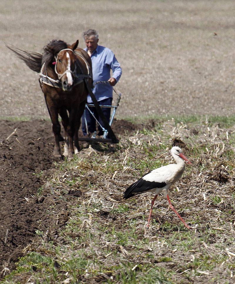 Una cigüeña camina por el campo.