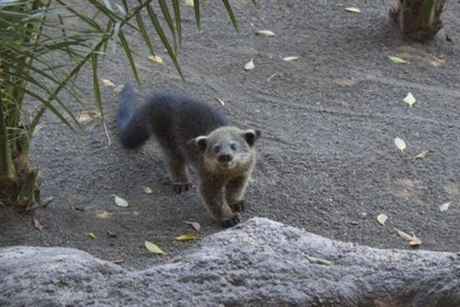 El binturong es conocido como un 'gato-oso' porque parece un híbrido de estos dos animales