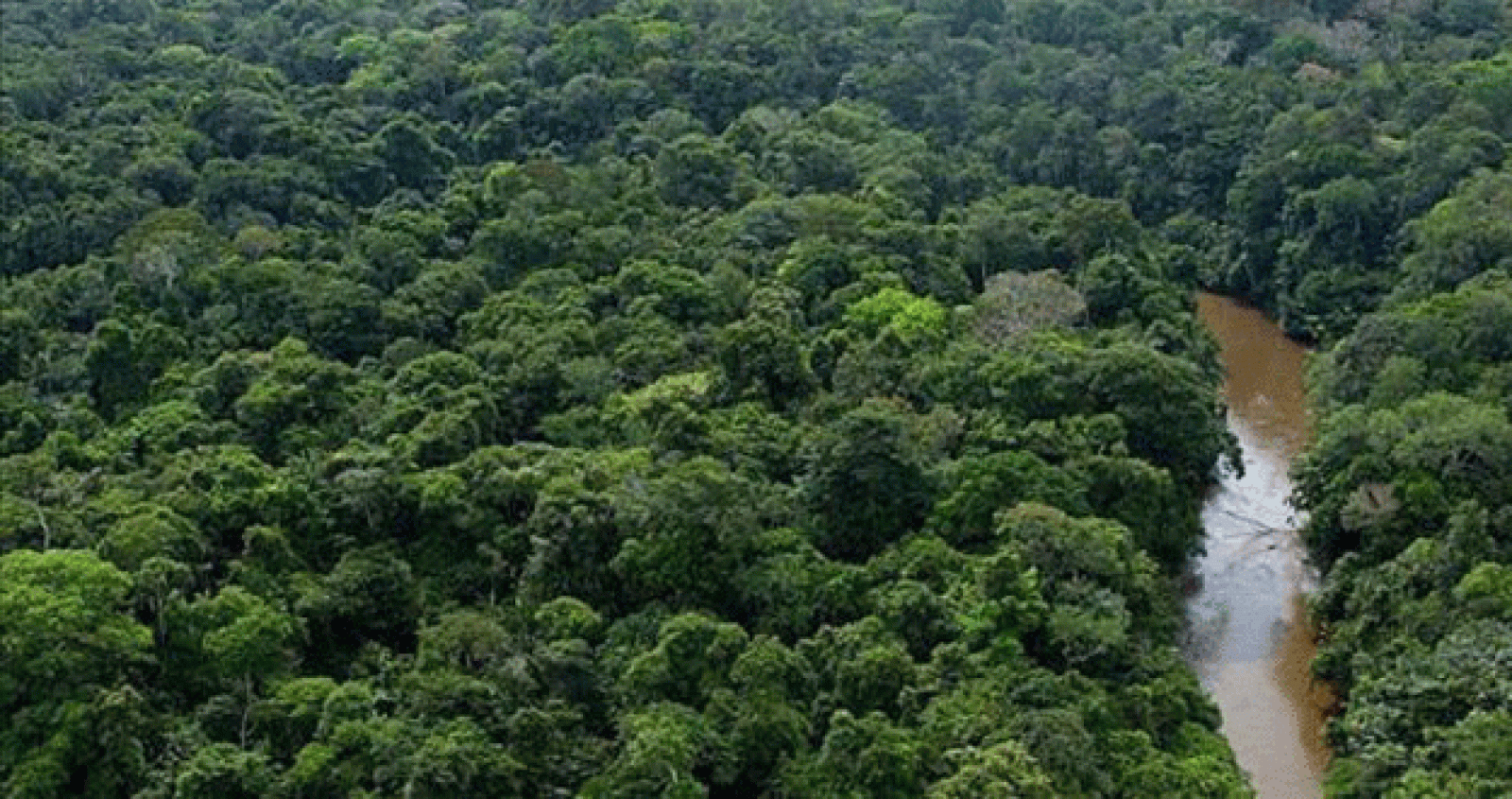 Selva amazónica de Brasil