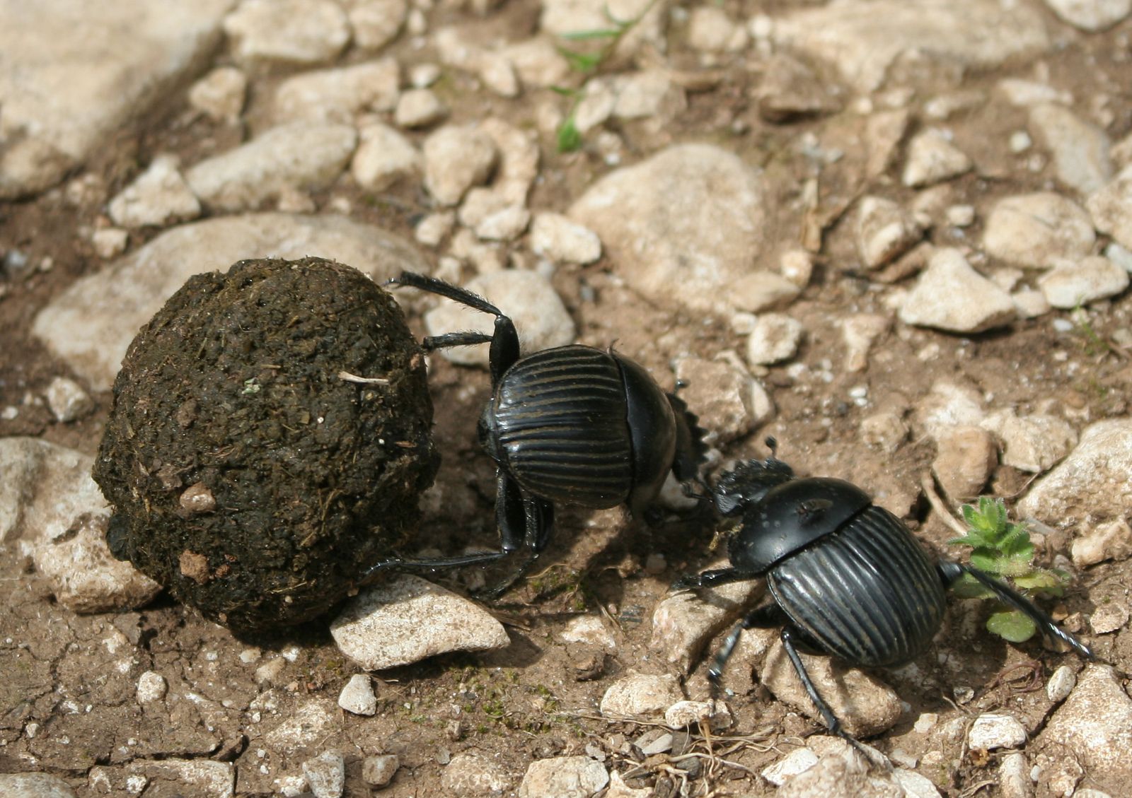 Los escarabajos estercoleros sufren las consecuencias de la glaciación de hace 21.000 años